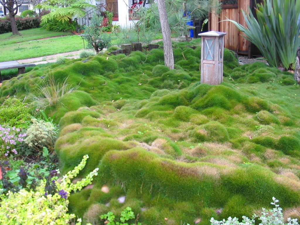 Zoysia Tenuifolia